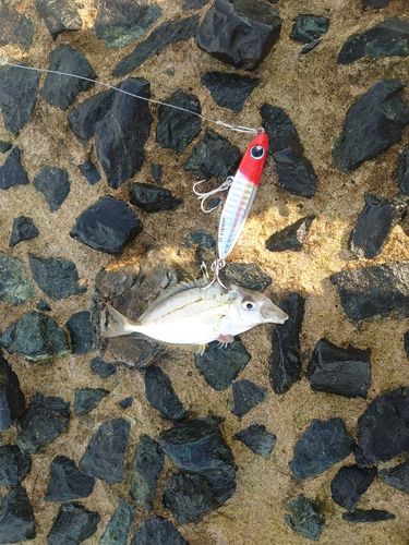 ヒイラギの釣果