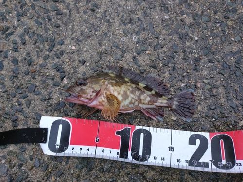 ガシラの釣果