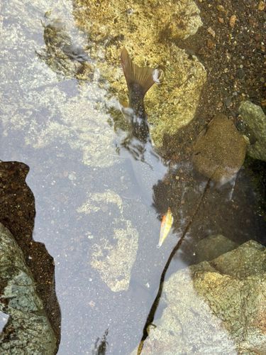 イワナの釣果