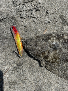ソゲの釣果