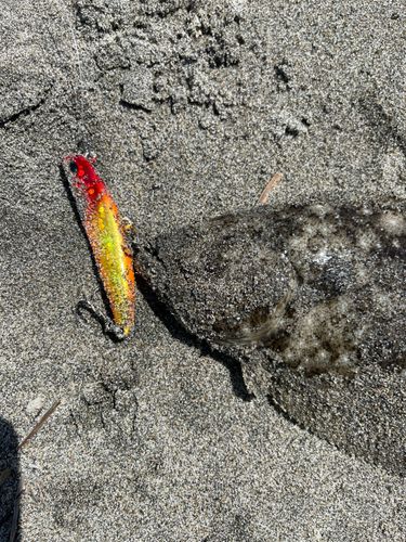 ソゲの釣果