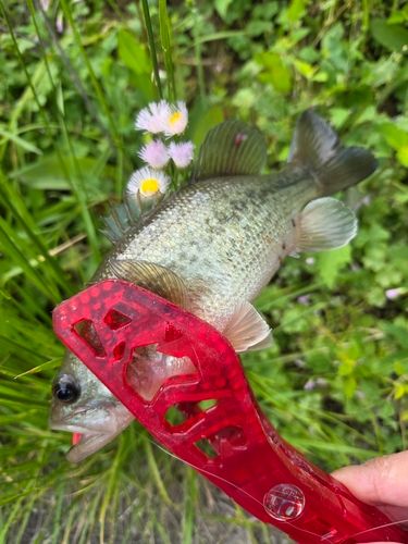 ラージマウスバスの釣果