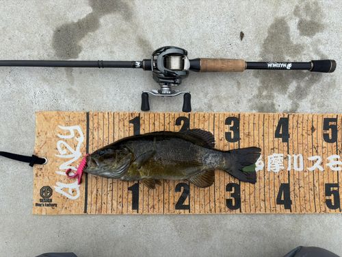スモールマウスバスの釣果