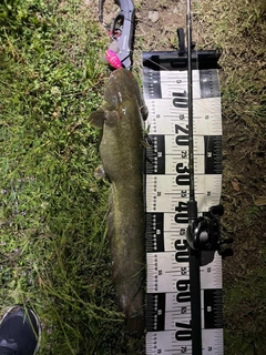 ナマズの釣果