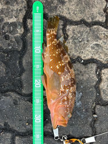キジハタの釣果