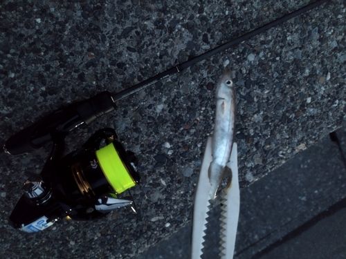 カマスの釣果