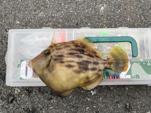 カワハギの釣果