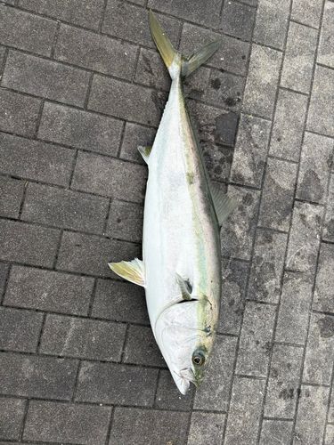 ブリの釣果