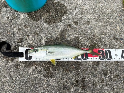 ツバイソの釣果