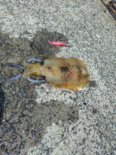 アオリイカの釣果