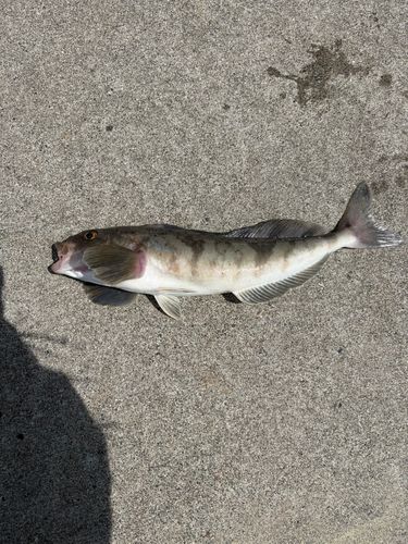 ホッケの釣果