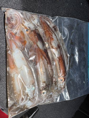 マイカの釣果