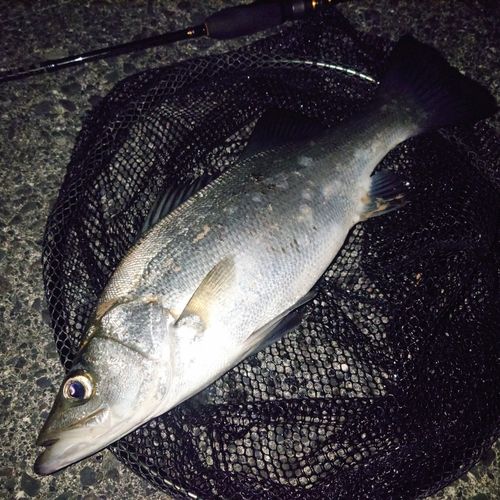 ヒラスズキの釣果
