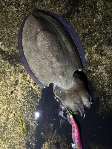コウイカの釣果