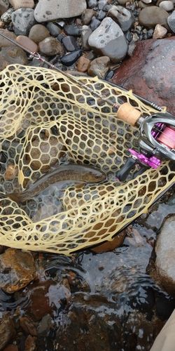 ニッコウイワナの釣果