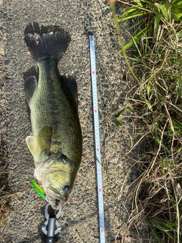 ブラックバスの釣果
