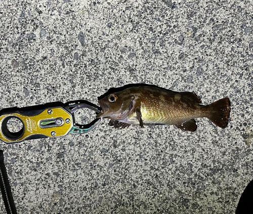 ガヤの釣果