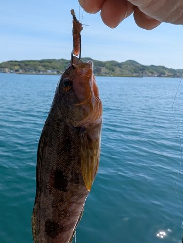 アイナメの釣果