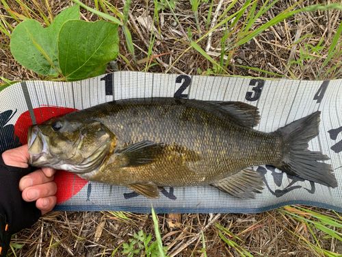 スモールマウスバスの釣果