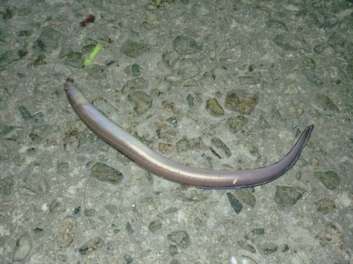 アナゴの釣果