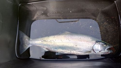 サクラマスの釣果