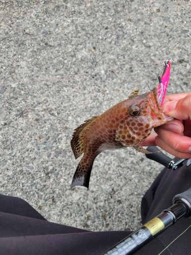 オオモンハタの釣果