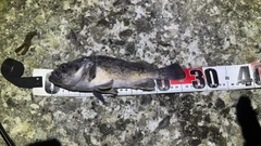 クロソイの釣果