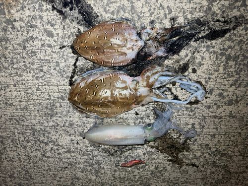 イカの釣果
