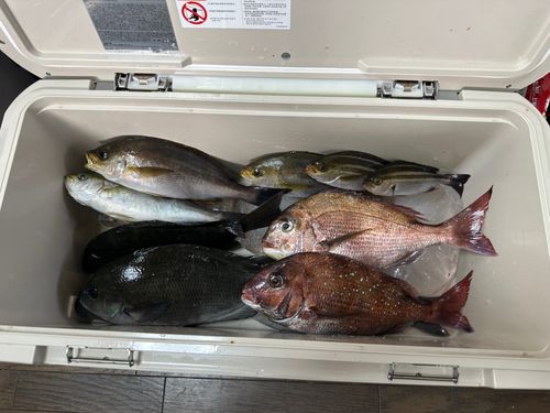 マダイの釣果