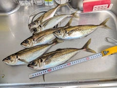 アジの釣果