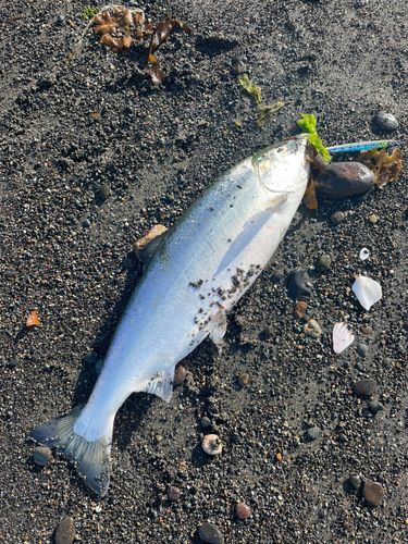 サクラマスの釣果