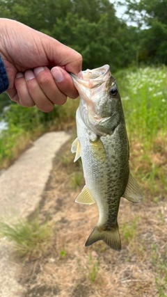 ラージマウスバスの釣果