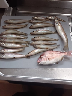 キスの釣果