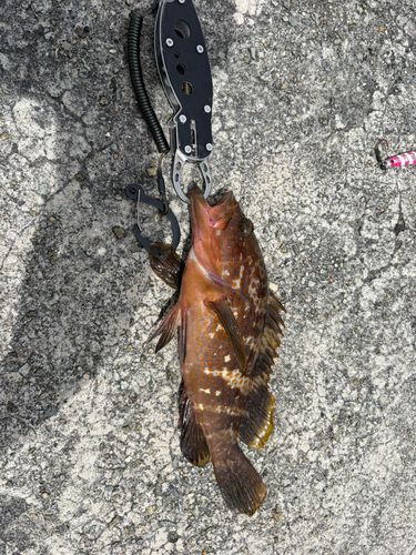 アコウの釣果