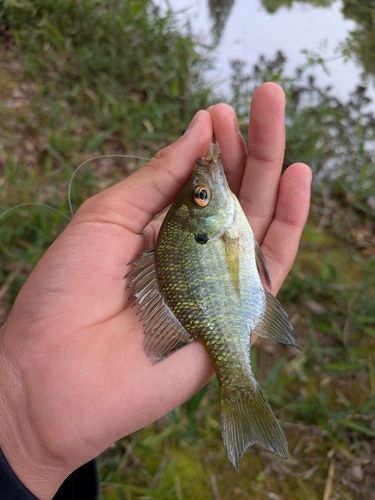 ブルーギルの釣果