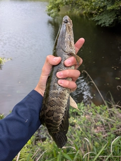 ライギョの釣果