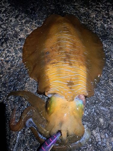 アオリイカの釣果