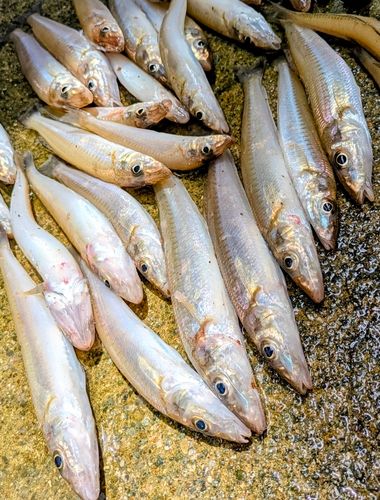 シロギスの釣果