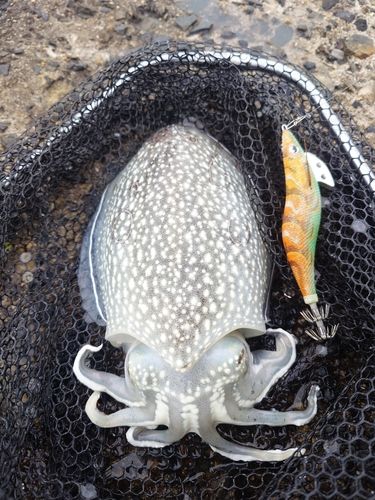 シリヤケイカの釣果