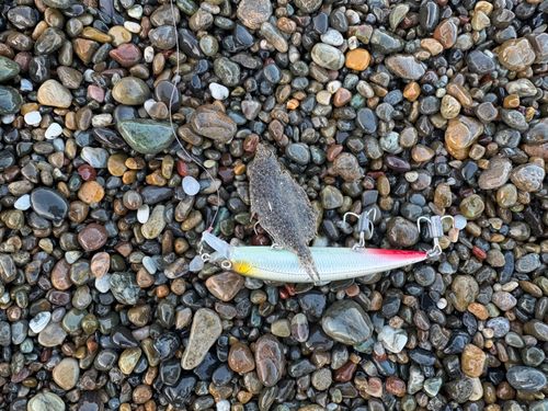アメマスの釣果