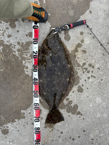 ヒラメの釣果