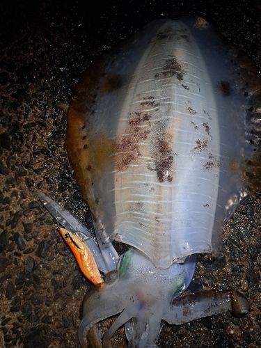 アオリイカの釣果