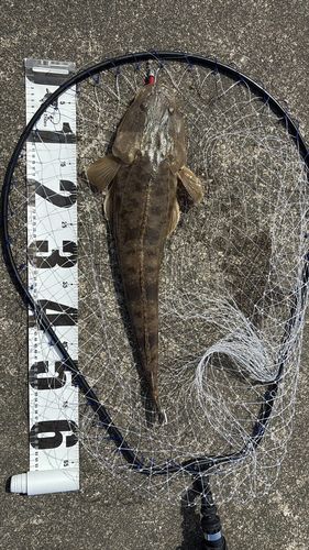 マゴチの釣果