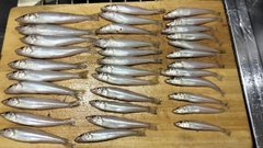 キスの釣果