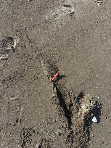 ソゲの釣果