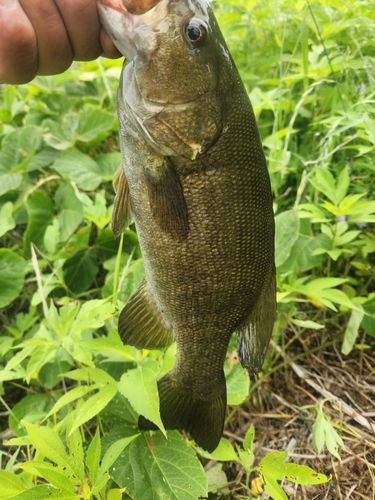 スモールマウスバスの釣果