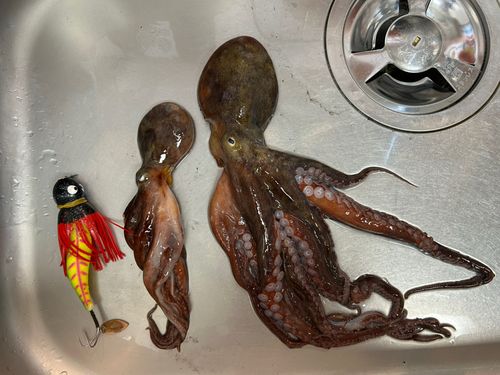 タコの釣果