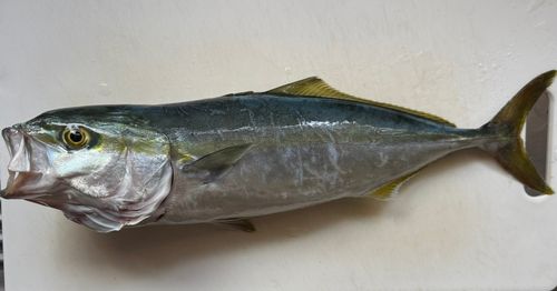 ワカシの釣果