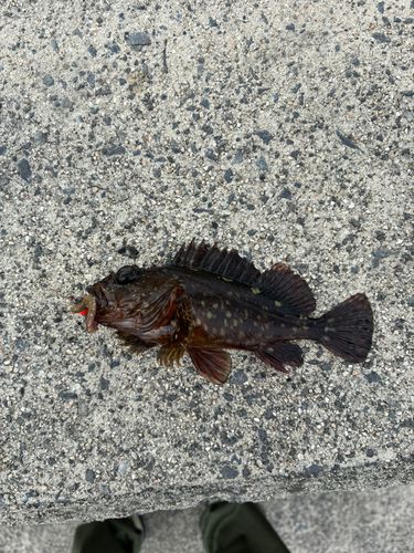 カサゴの釣果