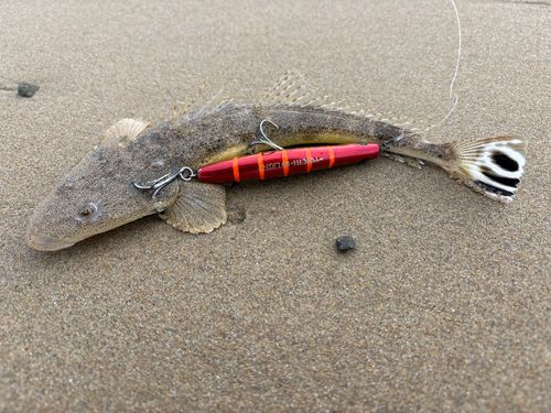 マゴチの釣果